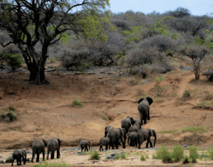 Kruger Park, MP, South AfricaElephants on Brown Mountain